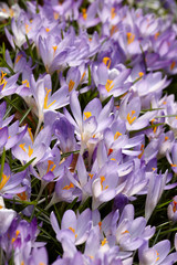 Crocus in Spring