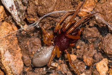 crab on beach