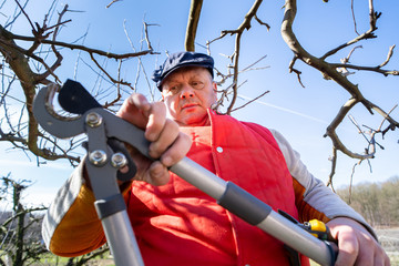 Man pruning fruit tree branches. Work in the home garden. A scene from everyday life.