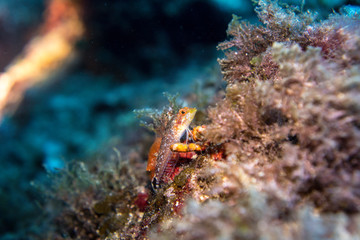 fish in aquarium