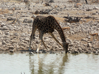 Giraffa camelopardalis angolensis