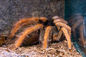 Pterinochilus red murinus tarantula spider sits on the ground.