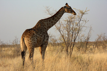 Naklejka na ściany i meble Giraffa camelopardalis angolensis