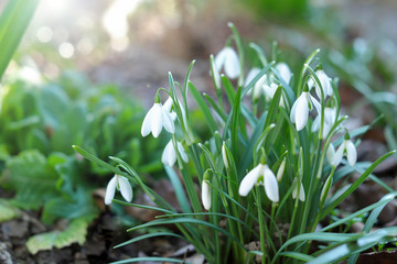 First beautiful snowdrops in spring. First spring flowers, snowdrops in garden, sunlight