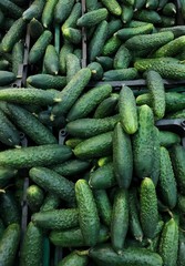 Fresh seasonal cucumbers on the market view