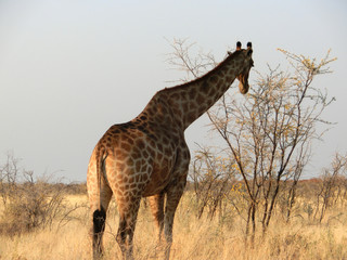 Naklejka na ściany i meble Giraffa camelopardalis angolensis