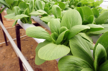 pakcoy in hydroponic pipe. Hydroponic vegetable farm.  