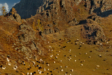 Russia. mountain Altai. A flock of sheep graze on the slopes of steep rocks near the village of Ongudai