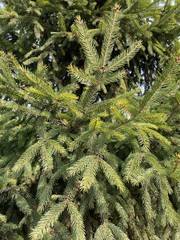  Closeup of fir tree in the park in spring.