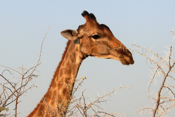 Giraffa camelopardalis angolensis