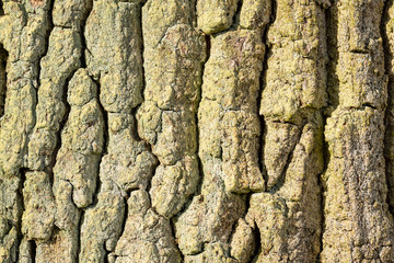 grey texture of tree bark in sun with lichen