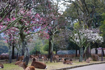 奈良公園　片岡梅林