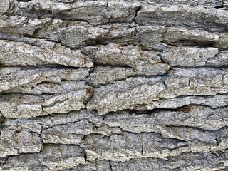 Close-up of a bright abstract wood surface.