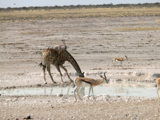 Giraffa camelopardalis angolensis