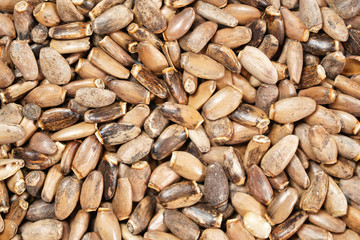 Heap of blessed milk thistle seeds - Silybum marianum - closeup from above