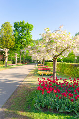 Formal spring garden