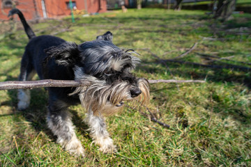 The cheerful schnauzer plays with a wooden stick in the backyard garden. 