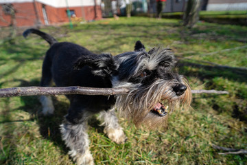 The cheerful schnauzer plays with a wooden stick in the backyard garden. Playing with the dog outdoors. 
The first spring moments with a dog pet. Dog - man's best friend.  Relax with the puppy.