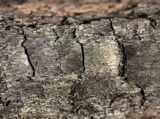 texture of burned wood with cracks