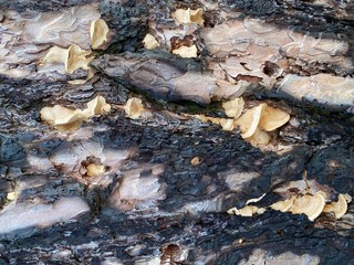 Close-up of a bright abstract wood surface.