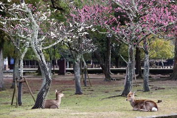 奈良公園 鹿と紅葉 Wall Mural Wallpaper Murals Narautsu