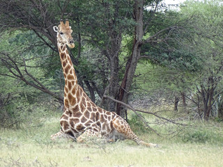 Giraffa camelopardalis angolensis