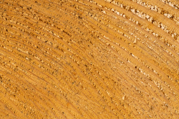 texture of wood cut with annual rings