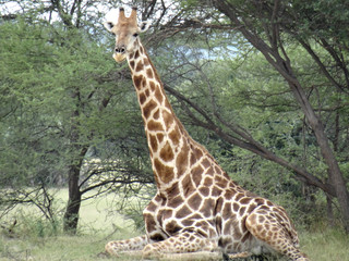 Giraffa camelopardalis angolensis