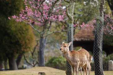 奈良公園　片岡梅林