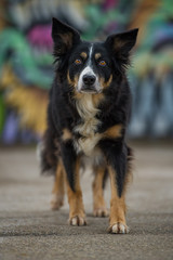 Border collie dog with colorful background