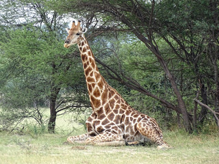 Giraffa camelopardalis angolensis