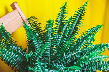 Green potted fern in domestic home interior on wooden chair with bright yellow curtain, home...