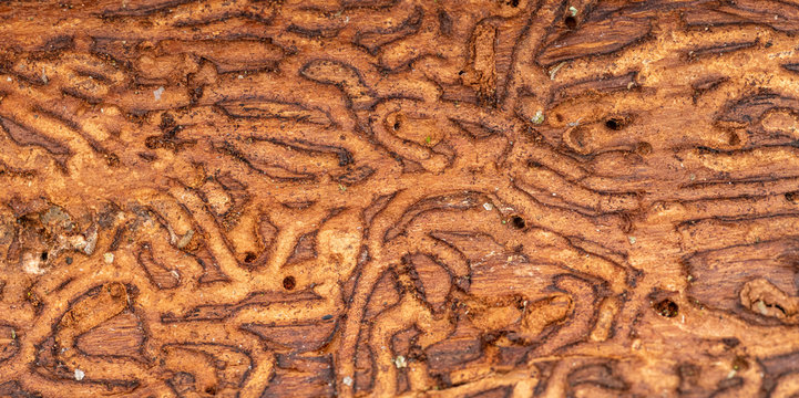 wood worm corridors under a bark of pine tree
