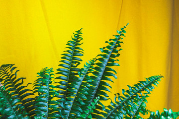 Green potted fern in domestic home interior on wooden chair with bright yellow curtain, home...