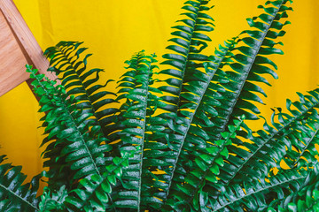 Green potted fern in domestic home interior on wooden chair with bright yellow curtain, home gardening decoration. Plants in interior