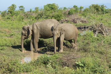 Fototapeta premium Udawalawe, Sri Lanka: National Park Asian Elephants many rehabilitated from sanctuary.