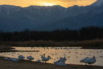 夕方の御宝田遊水地の白鳥と山