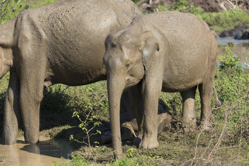 Fototapeta premium Udawalawe, Sri Lanka: National Park Asian Elephants many rehabilitated from sanctuary.