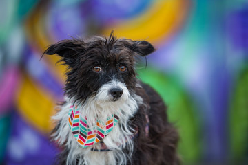 Cute little dog on colorful background