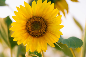 Closeup of sunflower on farm or meadow. Rural landscape natural background. Sunflowers texture and background for designers. Macro view of sunflower in bloom. Organic and natural flower background.