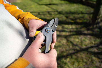 Hand holding a pruning shears. Man pruning fruit tree branches. Work in the home garden. A scene...