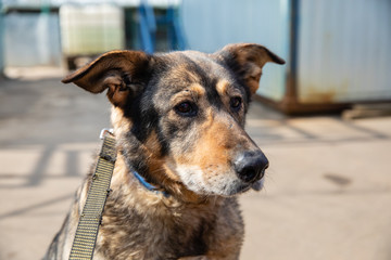 Cage with dogs in animal shelter