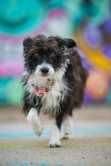 Cute little dog on colorful background