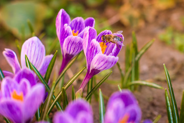 Purple saffron blooms in the garden. Purple flowers.