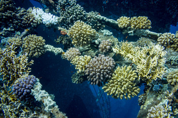 Fototapeta na wymiar corail 4