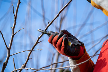 Hand holding a pruning shears. Man pruning fruit tree branches. Work in the home garden. A scene...