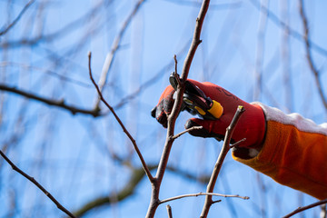 Hand holding a pruning shears. Man pruning fruit tree branches. Work in the home garden. A scene...