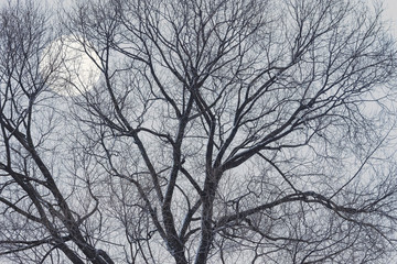 Fototapeta premium Big tree branches and moon on the night sky background.