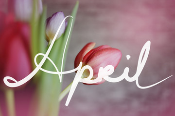 Hello April card. Spring background with beautiful colorful tulips.