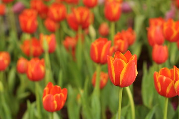 Obraz premium field of red tulips
